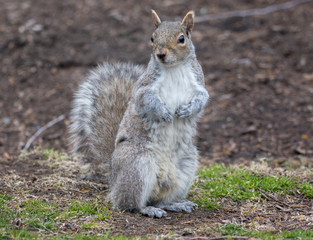 Scared squirrel