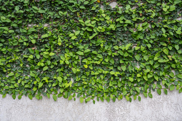 green leafy vine on a stucco wall