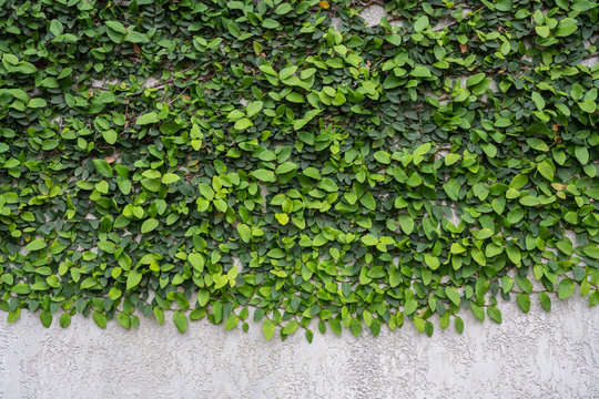 green leafy vine on a stucco wall © Rosemarie