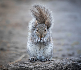 Squirrel front on eating an almond