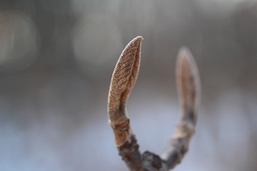オオカメノキの冬芽