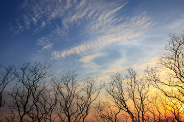 Sunset over dead trees