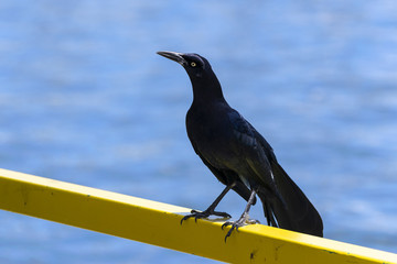 Blackbird standing tall on a yellow rail near lake