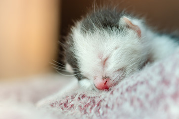 Cute baby cat sleeping on Synthetic fiber