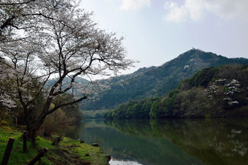 Fototapeta na wymiar 安岐ダムの桜