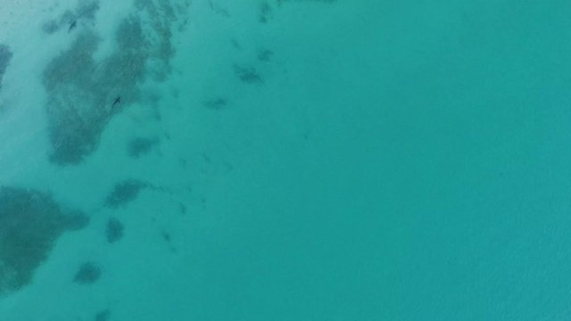 aerial view of a Bull Shark (Carcharhinus leucas). reefs of the Sea of Cortez, Pacific ocean. Cabo Pulmo, Baja California Sur, Mexico. The world's aquarium. 