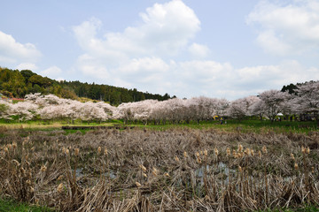 安岐ダムの桜