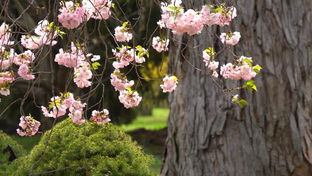 Cherry blossoms Latin: Prunus Serrulata 'Acolade', in landscaped garden in spring season
