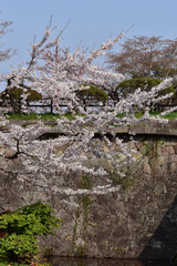 桜と五稜郭の石垣