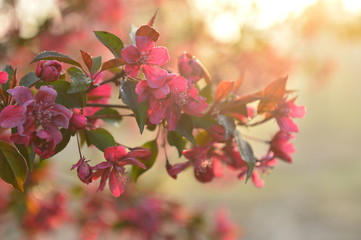 Chinese flowering crab-apple in spring