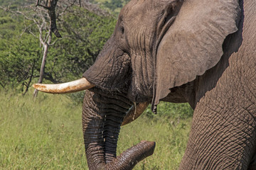 Head Tusks Ears and Trunk of  Elephant Drinking Water