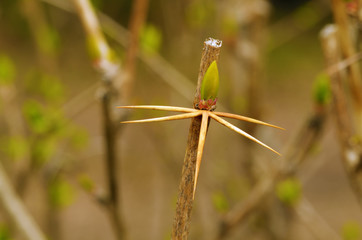 The thorns on the stems of plants.