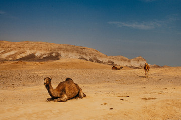 Camel in desert in Israel, Negev