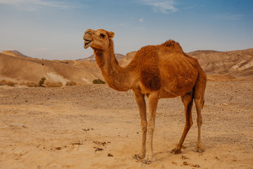 Camel in desert in Israel, Negev