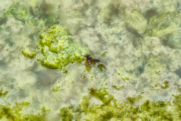 Gerridae or water striders, eating insect carcasses.