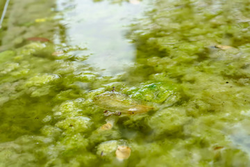 Gerridae or water striders, are breeding on dirty water.