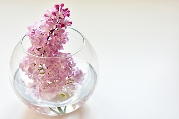 lilac in a vase