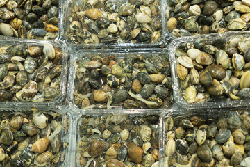 パックのアサリ