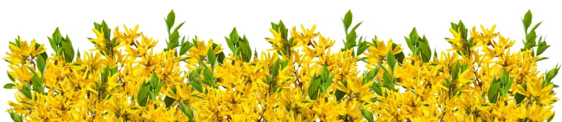Decoration with blooming forsythia twigs arranged in a row on a white background.