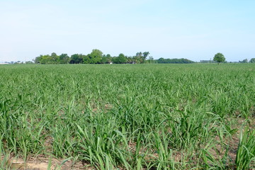 Fototapeta na wymiar Sugarcane