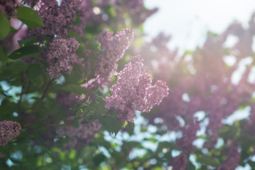 lilac magenta tree blooming in the sun 