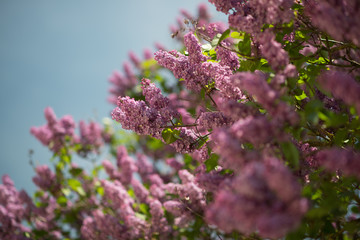 lilac magenta tree blooming in the sun 