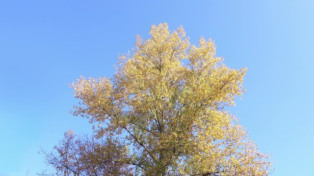Golden Autumn Tree against a Clear Sky in Sunny Day. 4K Video Clip