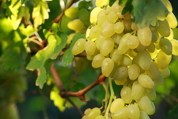 bunch of ripe grapes