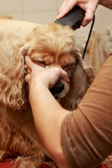 Grooming the hair of dog