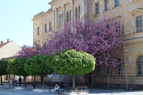Blooming trees on Klapka square in Kom&aacute;rno, Slovakia