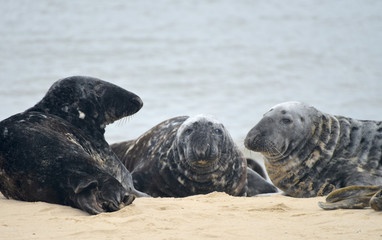 Grey seals lying on Horsey Beach, Norfolk