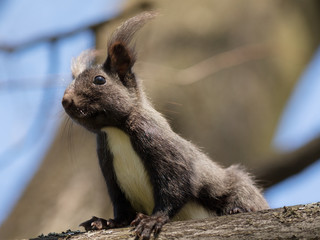 black squirrel closeup