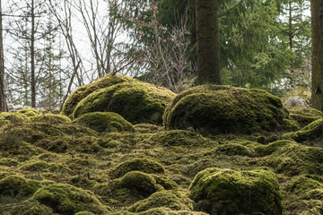 Soft mossy forest ground