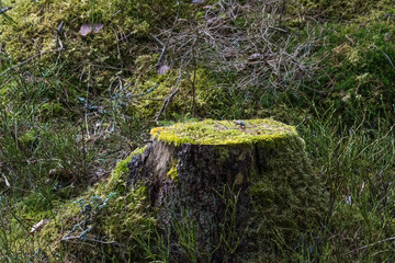 Fototapeta premium Old moss-grown tree stump