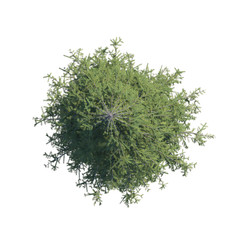 Pine tree top view path selection © stanslavov