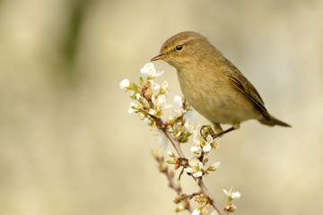 Common Chiffchaff (Phylloscopus collybita)