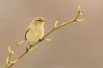Obraz premium Common Chiffchaff (Phylloscopus collybita)