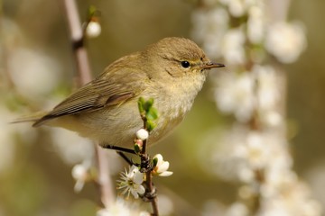 Common Chiffchaff (Phylloscopus collybita)