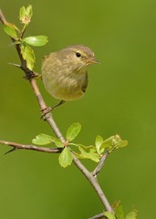 Common Chiffchaff (Phylloscopus collybita)