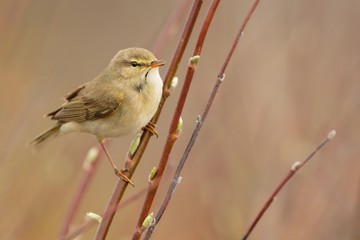 Obraz premium Willow Warbler (Phylloscopus trochilus)