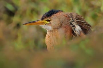 Little Bittern - Ixobrychus minutus