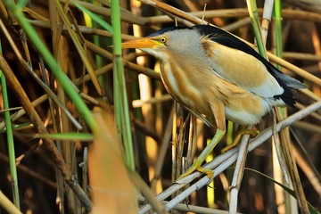 Little Bittern - Ixobrychus minutus