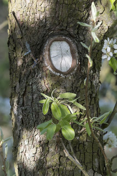 A cut cut on a pear tree trunk.