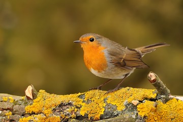 Fototapeta premium European Robin - Erithacus rubecula sitting on the branch
