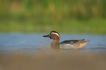 Garganey - Anas querquedula