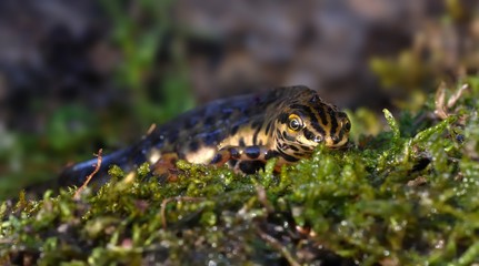 Smooth newt (Lissotriton vulgaris)