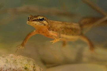 Smooth newt (Lissotriton vulgaris) swimming in water