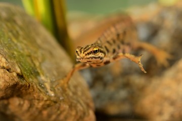 Smooth newt (Lissotriton vulgaris) swimming in water