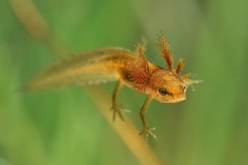 Smooth Newt nymph (Triturus vulgaris) swimming in the water. Green background, larvae