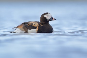 Male of the Long-tailed Duck (Clangula hyemalis) on the lake in Norway close up. Little colorful duck on the blue lake. White face, black neck end breast